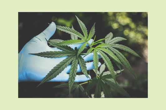 EL CBD Y LA COSMÉTICA